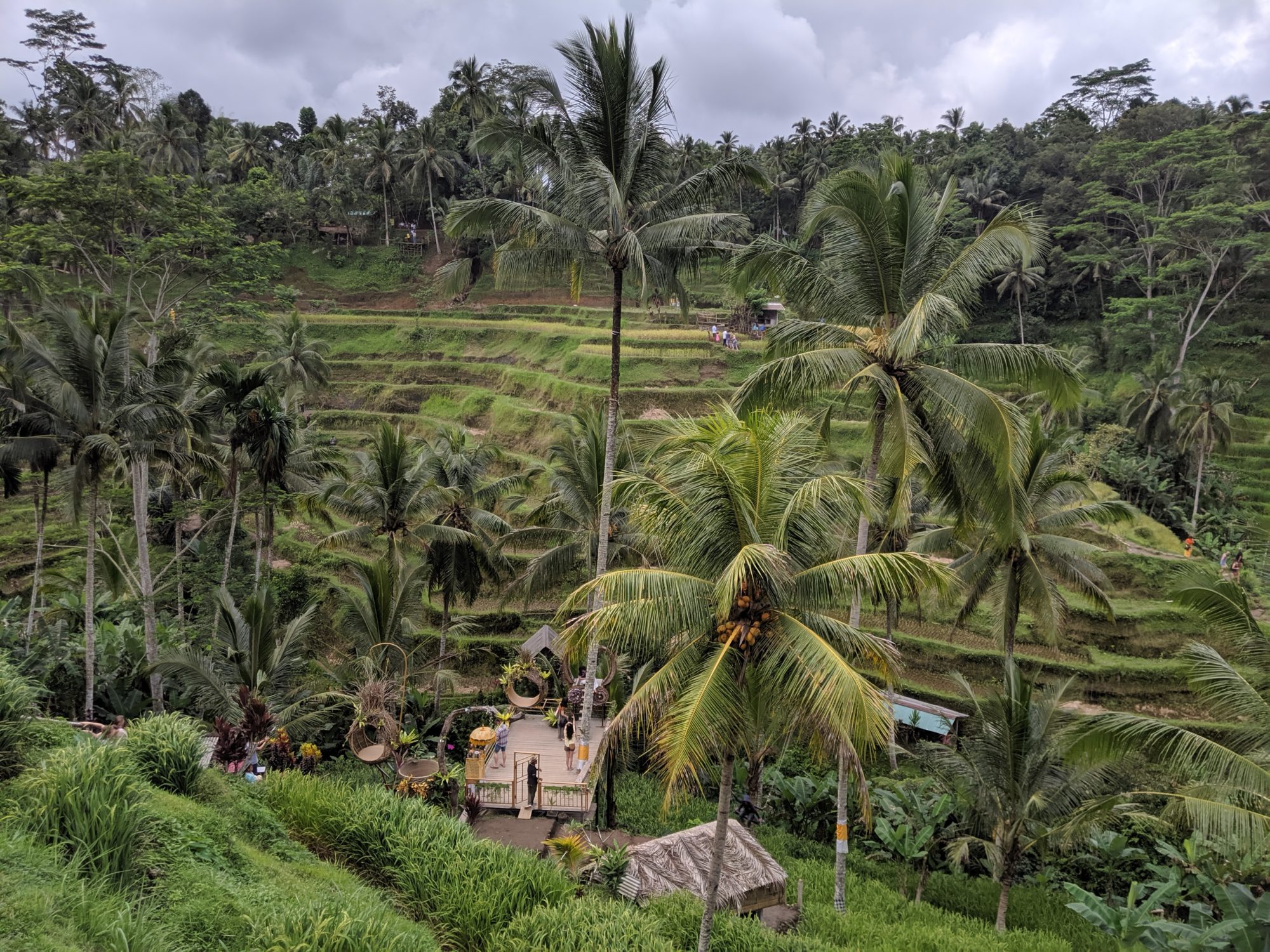 Rice Terrace in Tegallalang